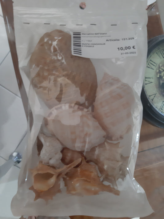 Busta Conchiglie E Fossile